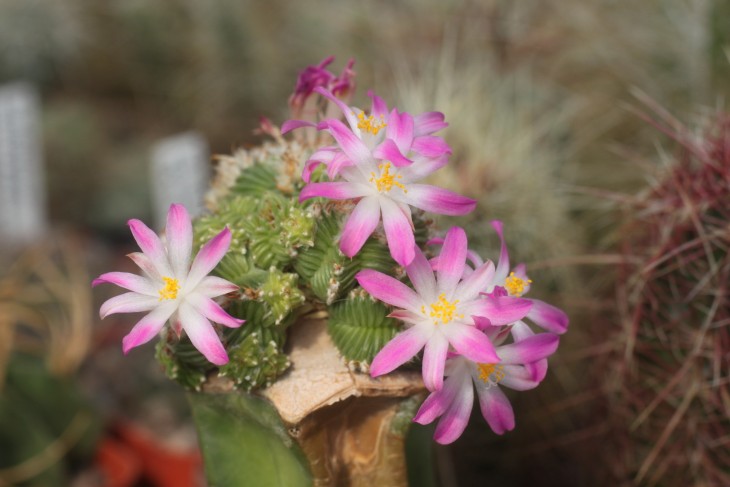 Aztekium valdezii