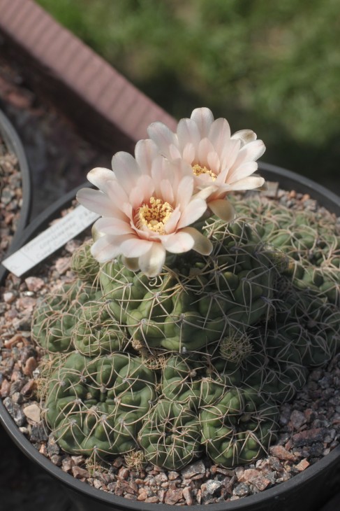 Gymnocalycium capillaense P82