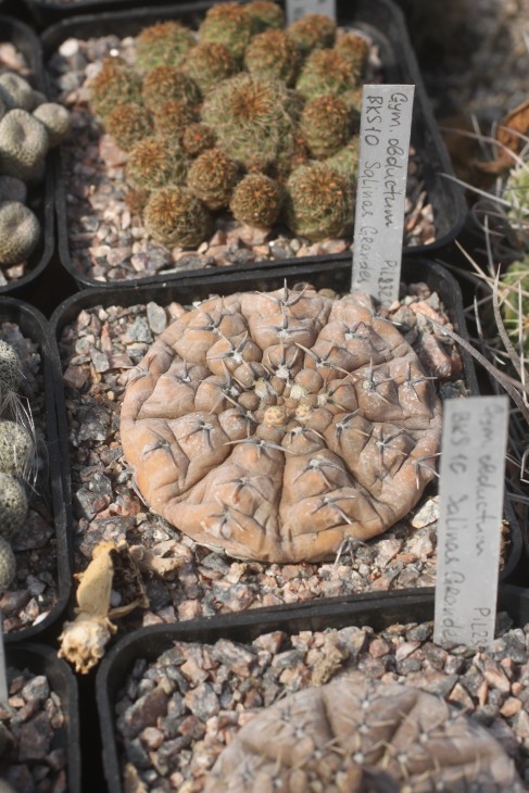 Gymnocalycium obductum BKS10