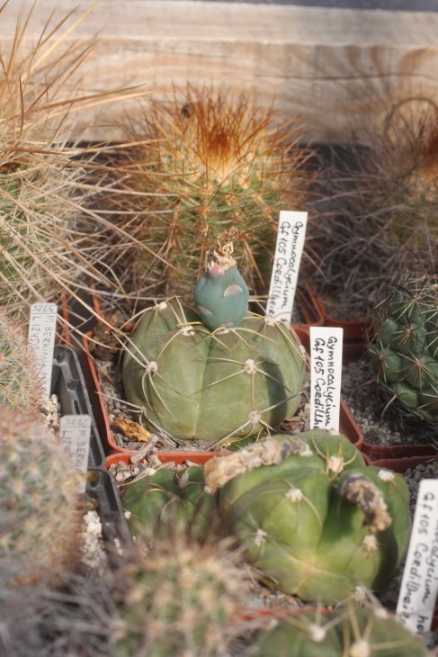 Gymnocalycium horstii Gf105