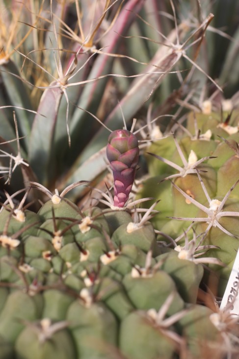 Gymnocalycium lumbrerasense FR962