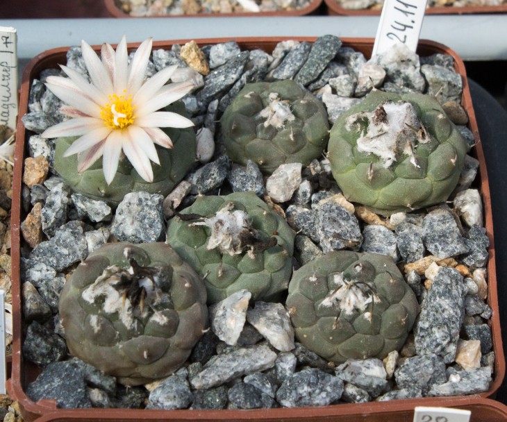 TURBINICARPUS jauernigii, TCG18001, Palomas A,  SLP Petr Kupcak.jpg