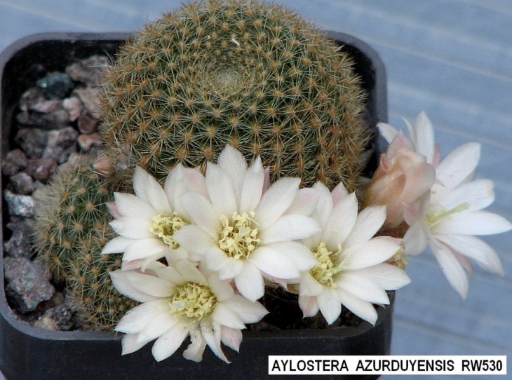 32AY-AYLOSTERA  AZURDUYENSIS  RW530.jpg