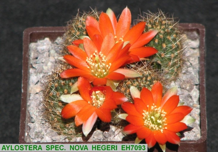 164AY-AYLOSTERA SPEC. NOVA HEGERI EH7093..JPG