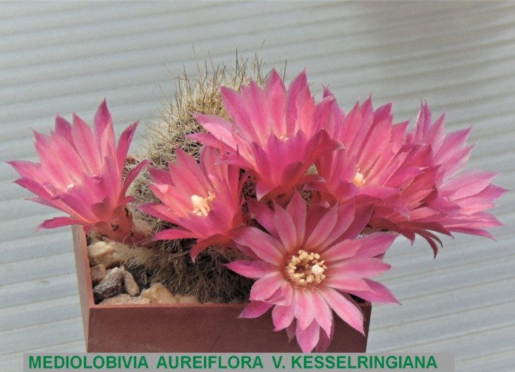 172ME-MEDIOLOBIVIA AUREIFLORA V. KESSELRINGIANA....JPG