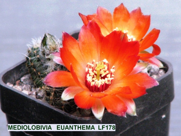 265ME-MEDIOLOBIVIA  EUANTHEMA  LF178.JPG