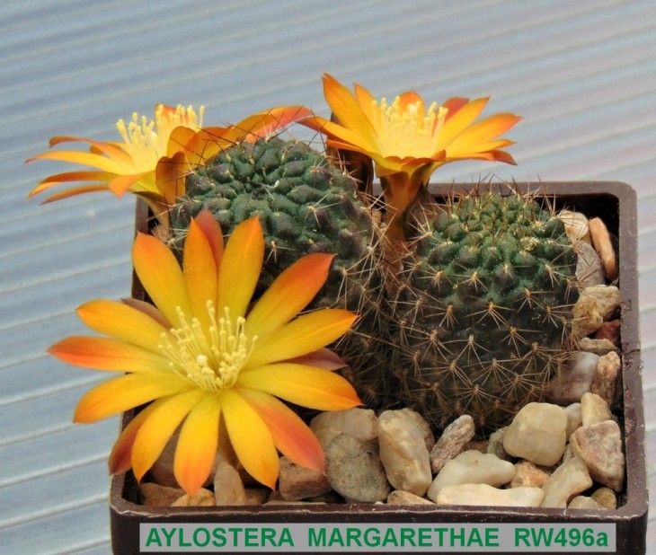 274AY-AYLOSTERA MARGARETHAE RW496a..JPG