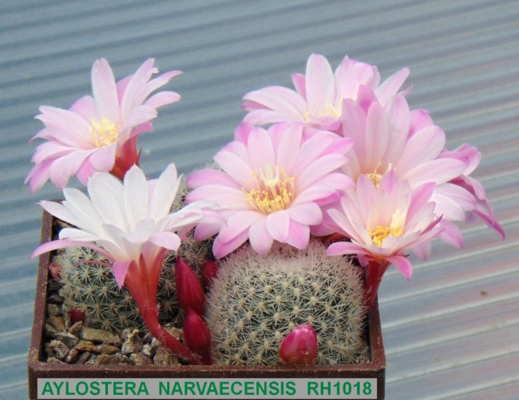 295AY-AYLOSTERA NARVAECENSIS RH1018.JPG