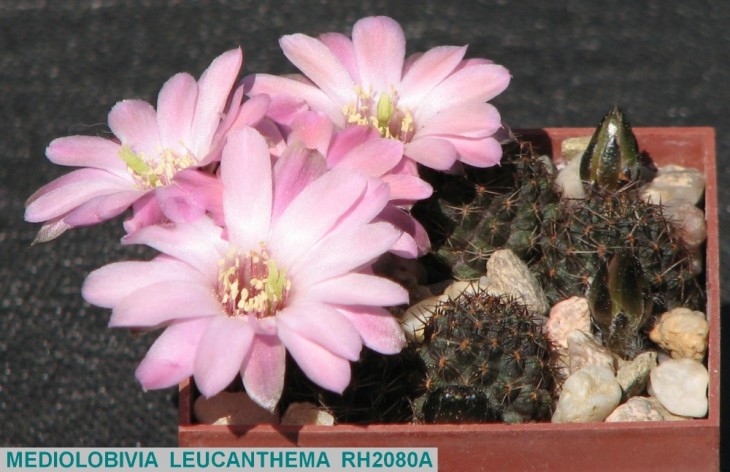406ME-MEDIOLOBIVIA LEUCANTHEMA RH2080A.JPG