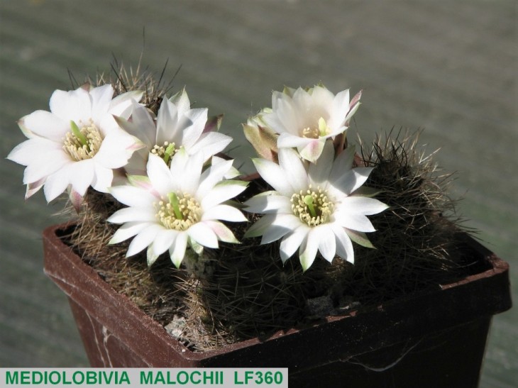 413ME-MEDIOLOBIVIA MALOCHII LF360.JPG