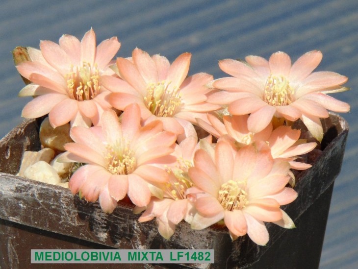 423ME-MEDIOLOBIVIA MIXTA LF1482.JPG