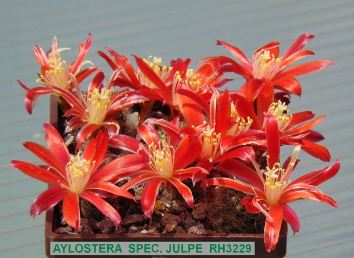 440AY-SOEC. NOVA JULPE  RH3229.JPG