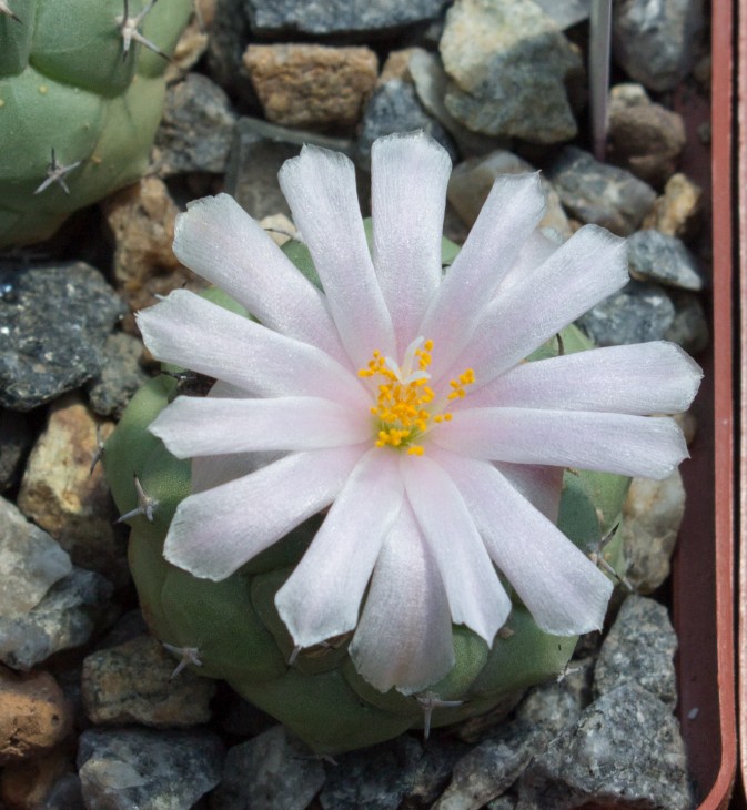 Turbinicarpuslophophoroides BZ25 Las Tablas, SLP_Самогородский Дмитрий