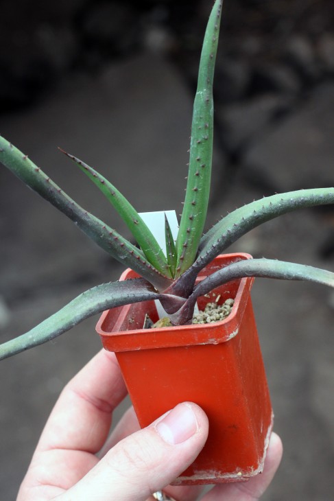 Aloe wickensii
