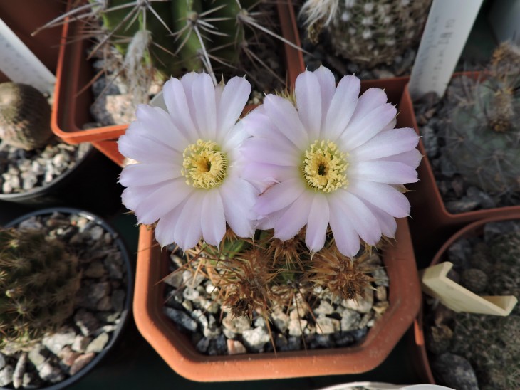 Acanthocalycium violaceum P204