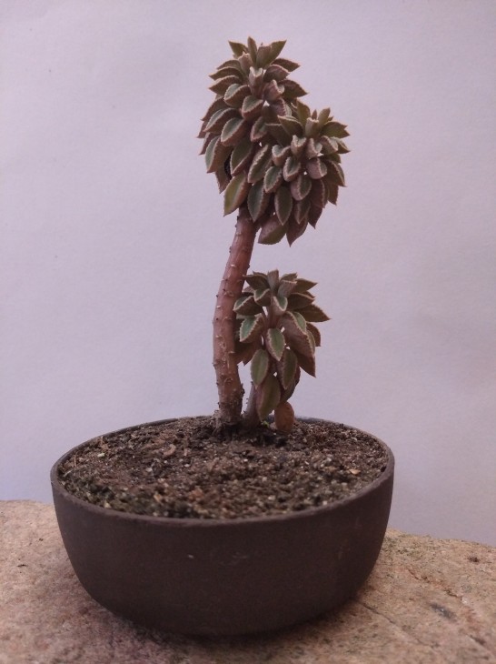 Peperomia wolfgang-krahnii має не тільки колекційну цінність, але й придатна для формування бонсай