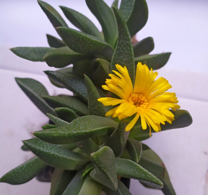 Rabiea difformis.jpg