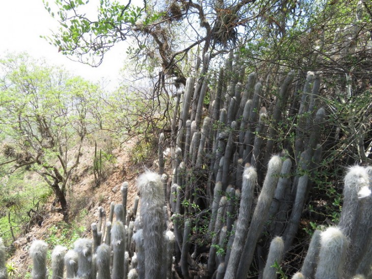 Cremnocereus albipilosus.JPG