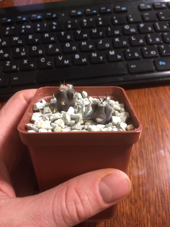 Echinocactus platyacanthus