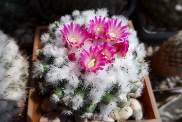 Mam_prisnitsii 1.jpg