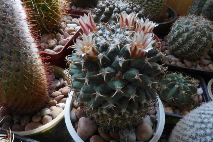 Mam matudae v.serpentiformis 2_1.jpg