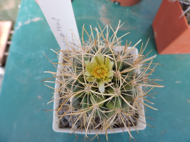 Ancistrocactus tobuschii
