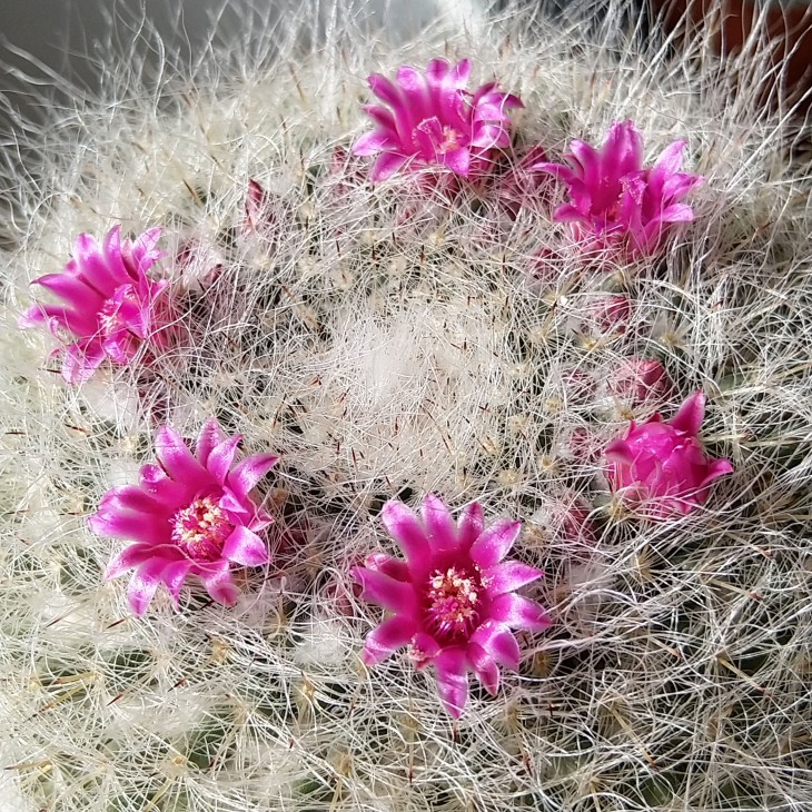 Mammillaria hahniana