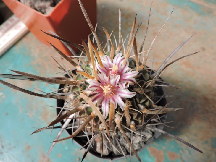 Echinofossulocactus phyllacanthus