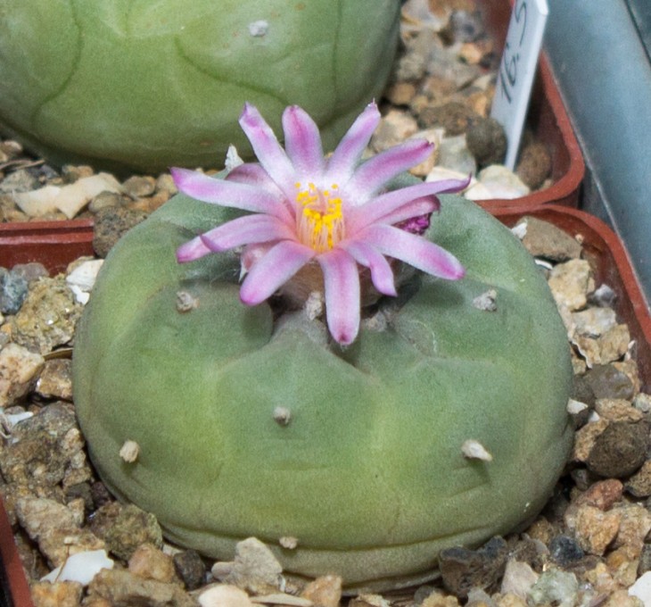 L.fricii VM680, El Amparo, Coahuila