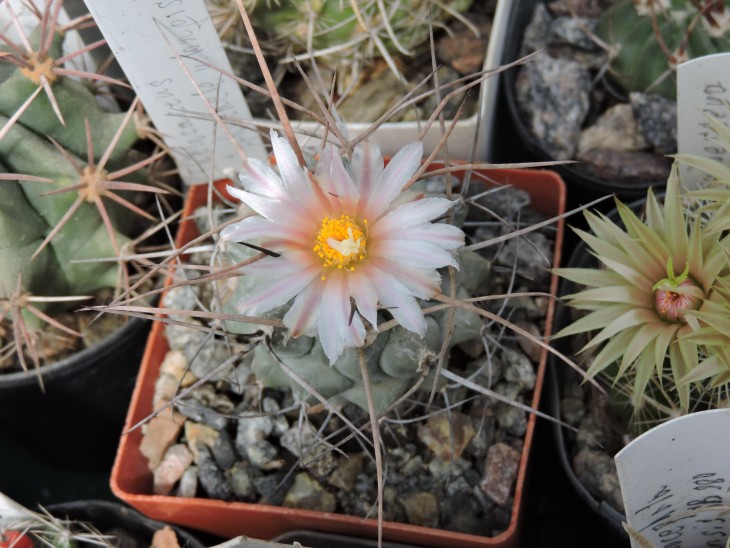 Thelocactus lophothele v. longispinus