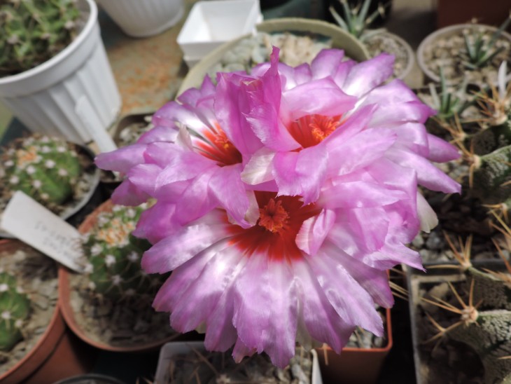 Thelocactus bicolor aff