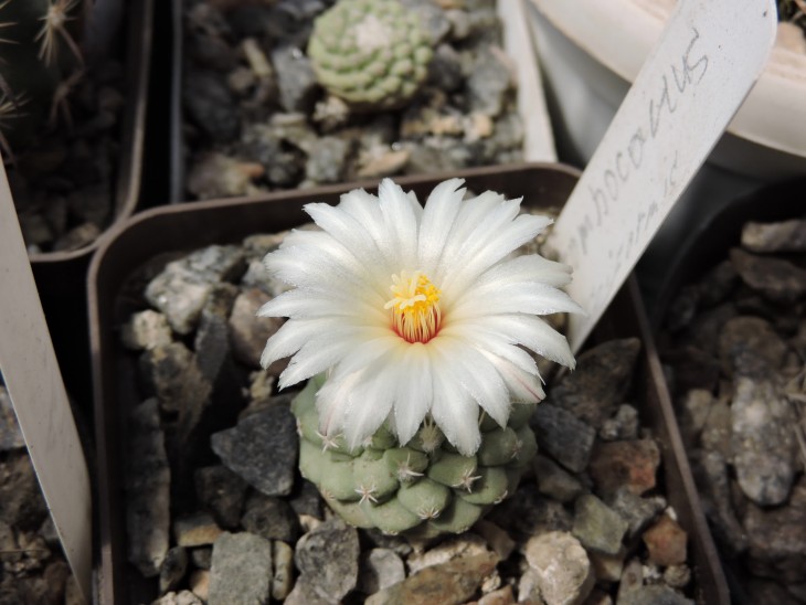 Strombocactus disciformis