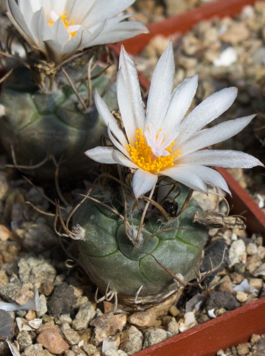 T.macrochele GM1099, San Antonio, SLP