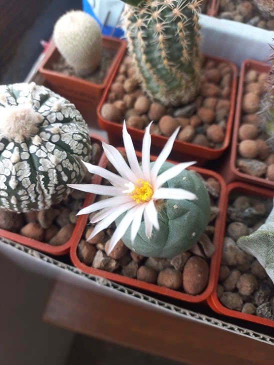 L. williamsii