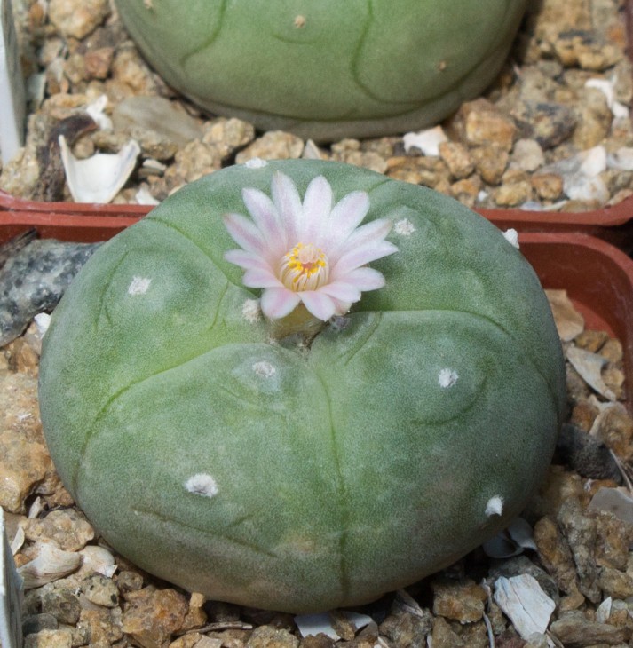 L.williamsii GK9635 La Perdida, TAMAULIPAS