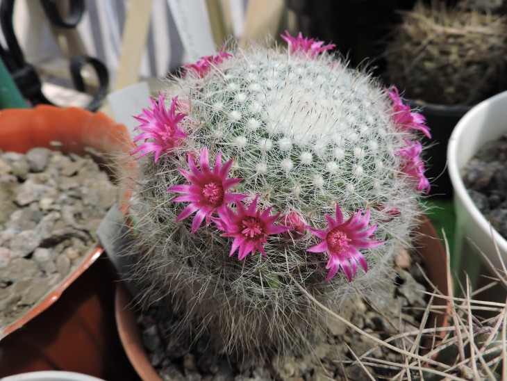 Mammillaria hahniana
