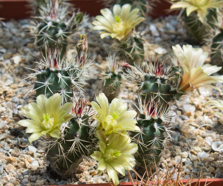 48.26_Echinocereus davisii_фото_5.jpg