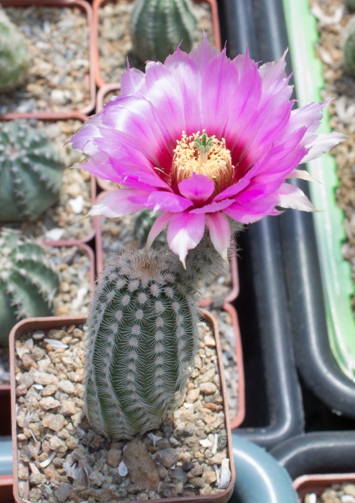 48.28_Echinocereus reichenbachii JRT214 Reagan OK _фото_4.jpg