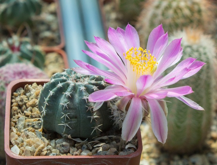 13.3_Echinocereus pulchelus.jpg