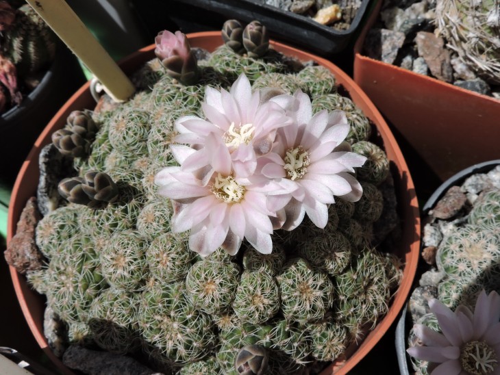 Gymnocalycium bruchii