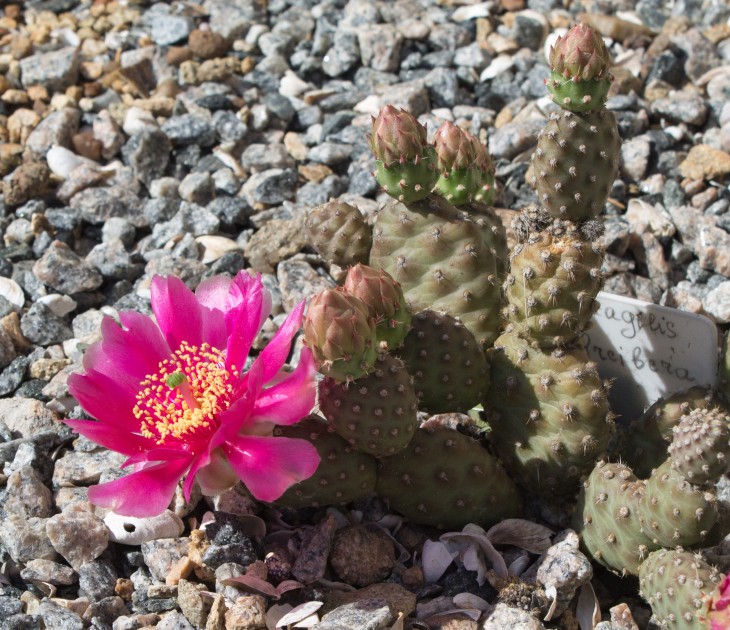 Opuntia fragilis cv. “freiberg”. Растение от Олега Балановского.jpg