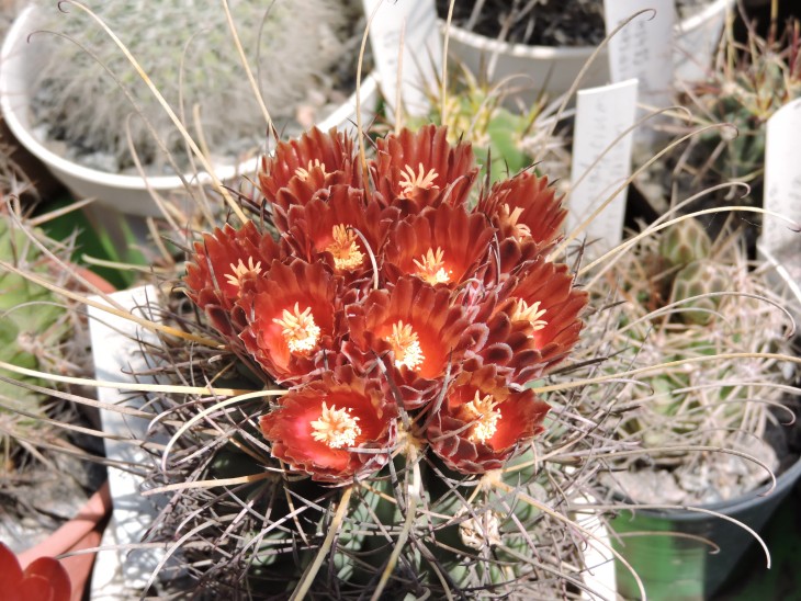 Glandulicactus uncinatus v. wrightii SB 404