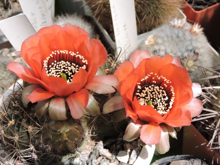 Lobivia jajoiana