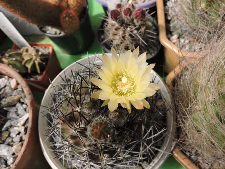 Pyrrhocactus nigricans