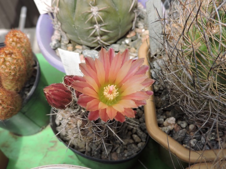 Neochilenia atra