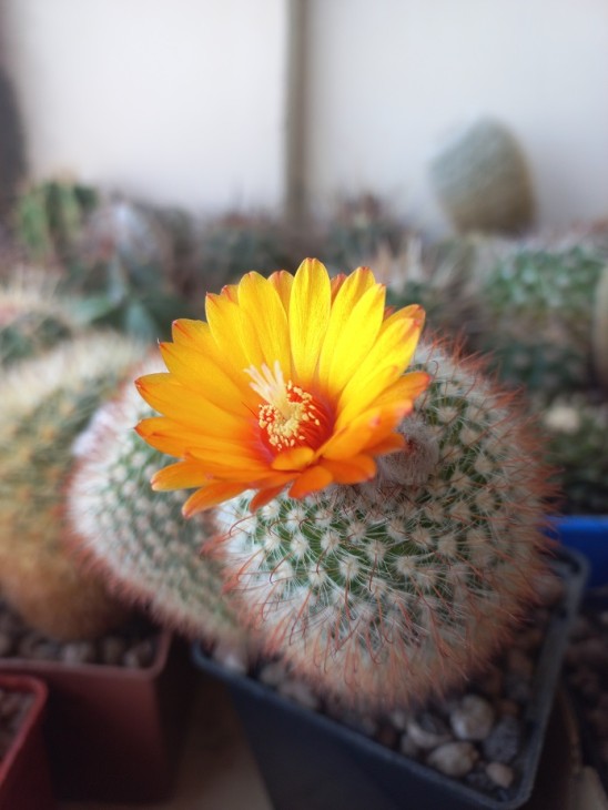 P. rubristaminea