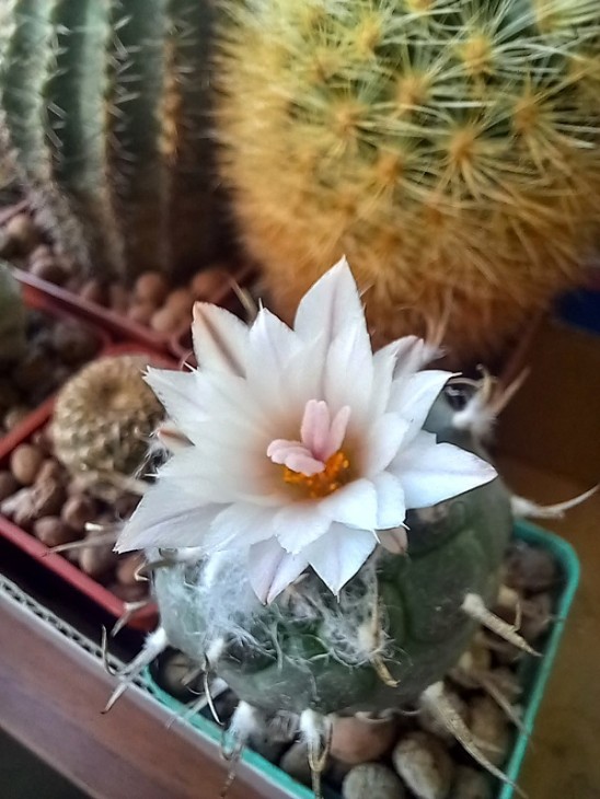 T. polaskii