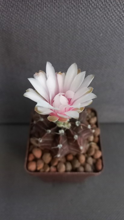 G. mihanovichii v. friedrichii