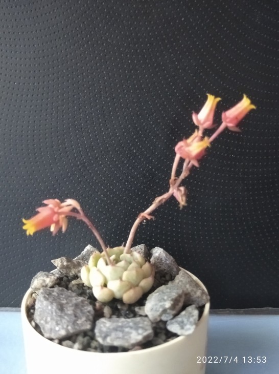 Echeveria minima