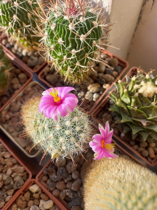 M. boolii